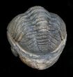 Enrolled Phacops Trilobite from Morocco #5084-2